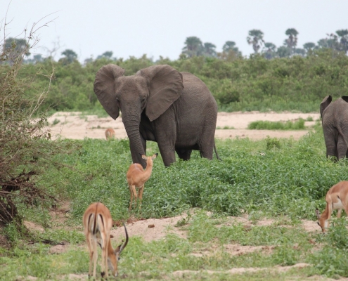 Antilopen und Elefant Nationalpark Safari