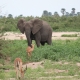 Antilopen und Elefant Nationalpark Safari