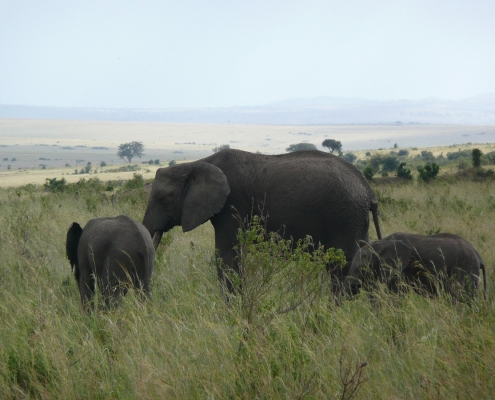 Elefanten Kuh mit 2 Kindern