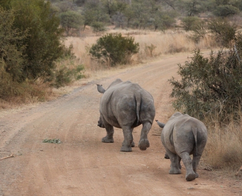 Nashörner auf Reise in Tansania
