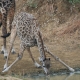 Giraffe am Trinken