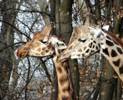 Giraffenköpfe Tansania