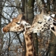 Giraffenköpfe Tansania