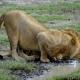 Löwe beim Trinken