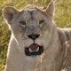 Löwin Tansania Safari