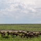 Serengeti Ebenen mit großer Tierwanderung