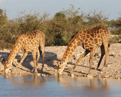 Serengeti Safari Giraffen am Trinken