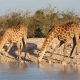 Serengeti Safari Giraffen am Trinken