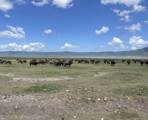 Ngorongoro Krater Tiere