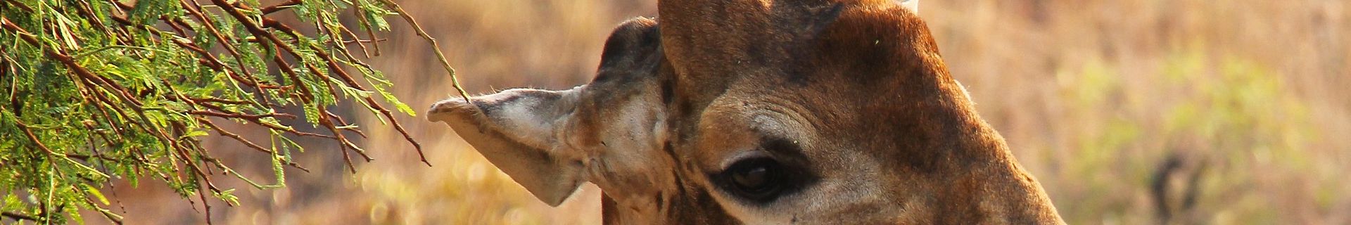 Giraffe Nationalpark Tansania