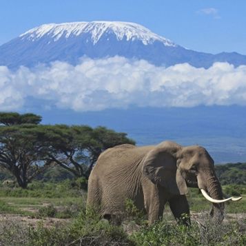 Elefant mit Kilimandscharo im Hintergrund
