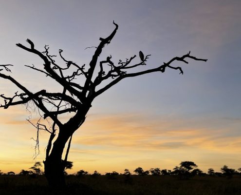 Geier sitzen auf einem abgestorbenem Baum im Serengeti Nationalpark