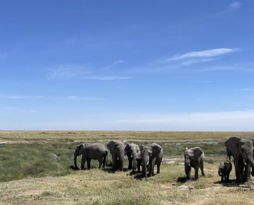 Eine Gruppe von Elefanten in den endlosen Ebenen der Serengeti
