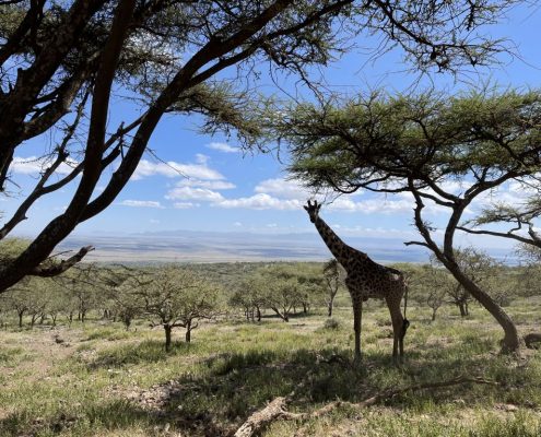 Eine Giraffe im Ngorongoro Schutzgebiet