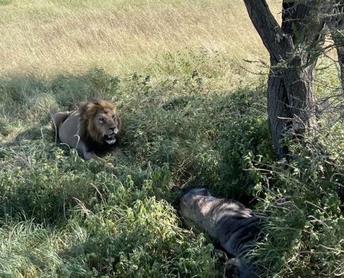 Ein männlicher Löwe ruht sich neben dem Opfer einer erfolgreichen Jagd aus