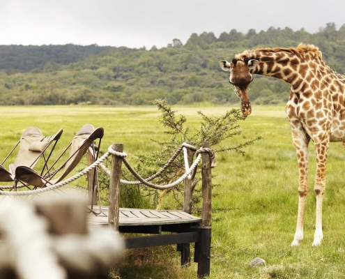Hatari Lodge Veranda mit Giraffe