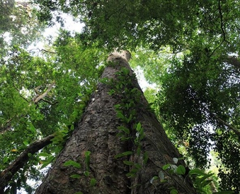 Höchster Baum in Afrika