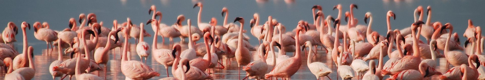 Flamingos Lake Natron Tansania