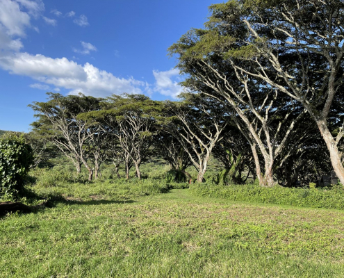 KleinerZugangstraße mit Wald Ngorongoro