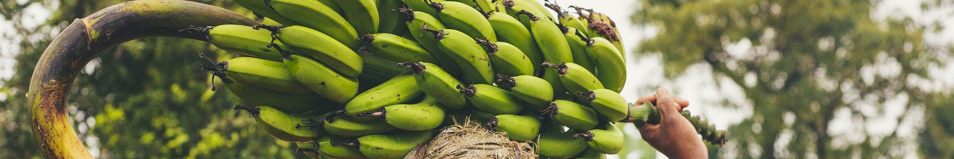 Bananenstaude Afrika Mama