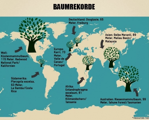 Baum Rekordhalter Kontinente
