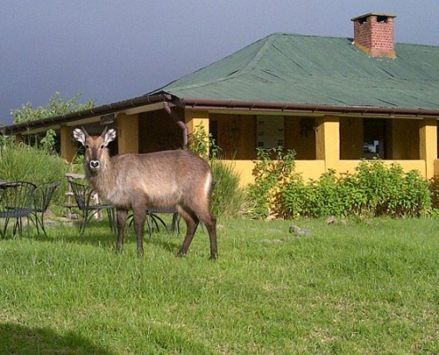 Antilope mit Rhino Lodge im Hintergrund