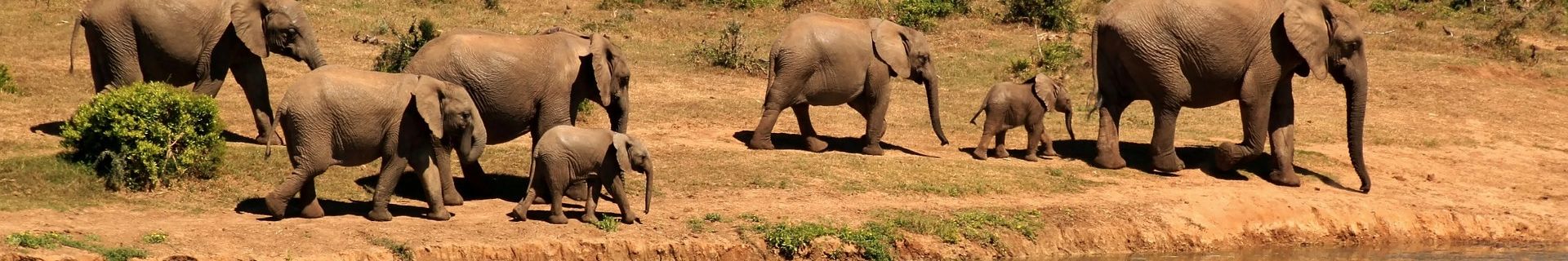 Elefantenfamilie Tansania