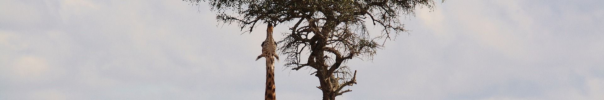 Giraffe Akazienbaum