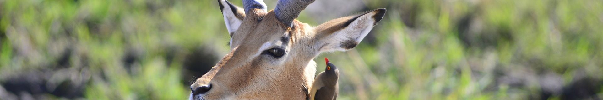Symbiose Antilope Vogel Tansania