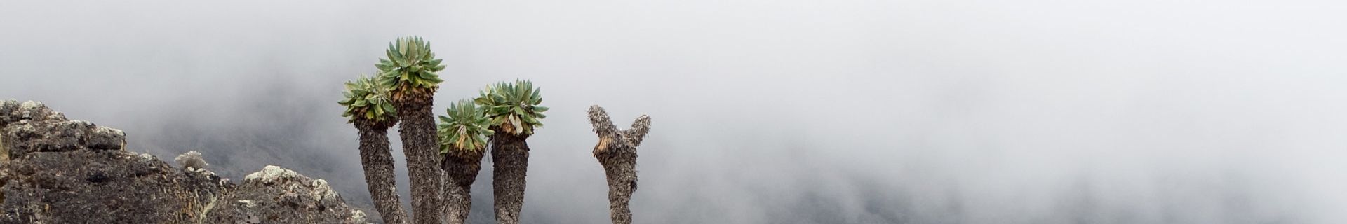 Lobelia Pflanze Klimandscharo Nebel