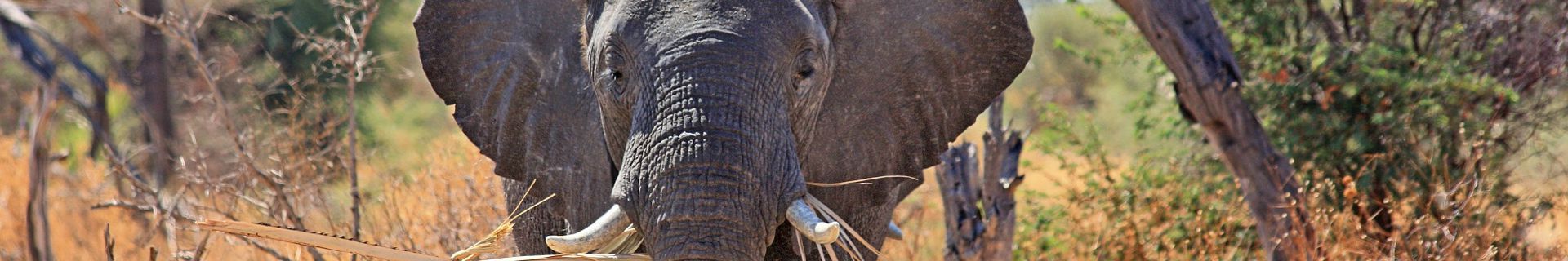 Elefant Nationalpark Safari Tansania