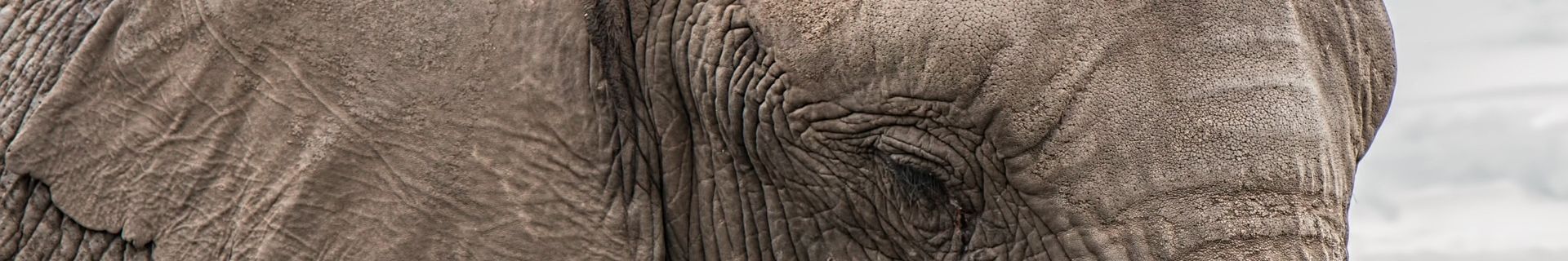Elefant Dickhäuter Tansania Nahaufnahme